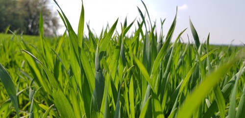 Fertilizarea cu azot la cultura graului din primavara