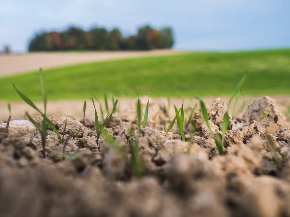 Fertilizarea cerealelor de toamna: Ghid complet pentru grau, orz si secara