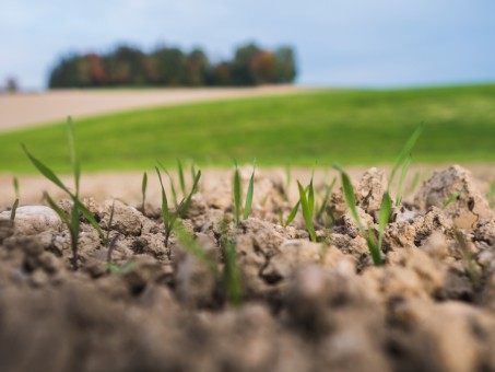 Fertilizarea cerealelor de toamna: Ghid complet pentru grau, orz si secara