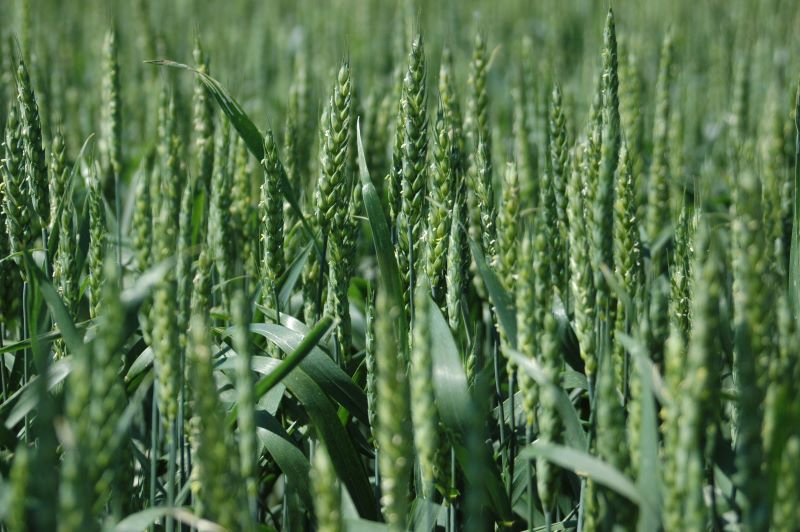 Fertilizarea cerealelor de toamna – NPK pentru recolte bogate!
