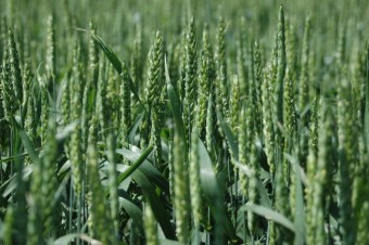 Fertilizarea cerealelor de toamna – NPK pentru recolte bogate!