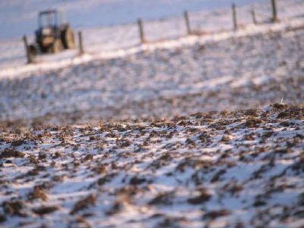 Agricultorii vor cere despagubiri pentru pagubele provocate de „zapada mieilor”