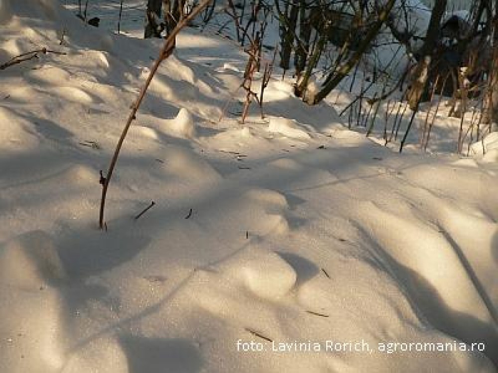 Prognoza agrometeorologica pentru perioada 16-22 februarie 2012