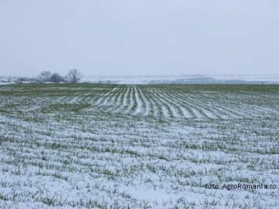 Prognoza agrometeorologica pentru perioada 26 ianuarie - 1 februarie