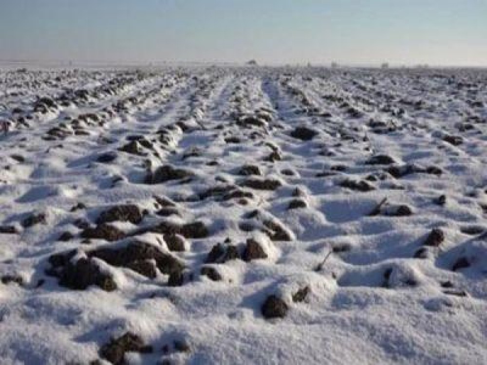 Buletin agrometeorologic pentru perioada 1-7 februarie