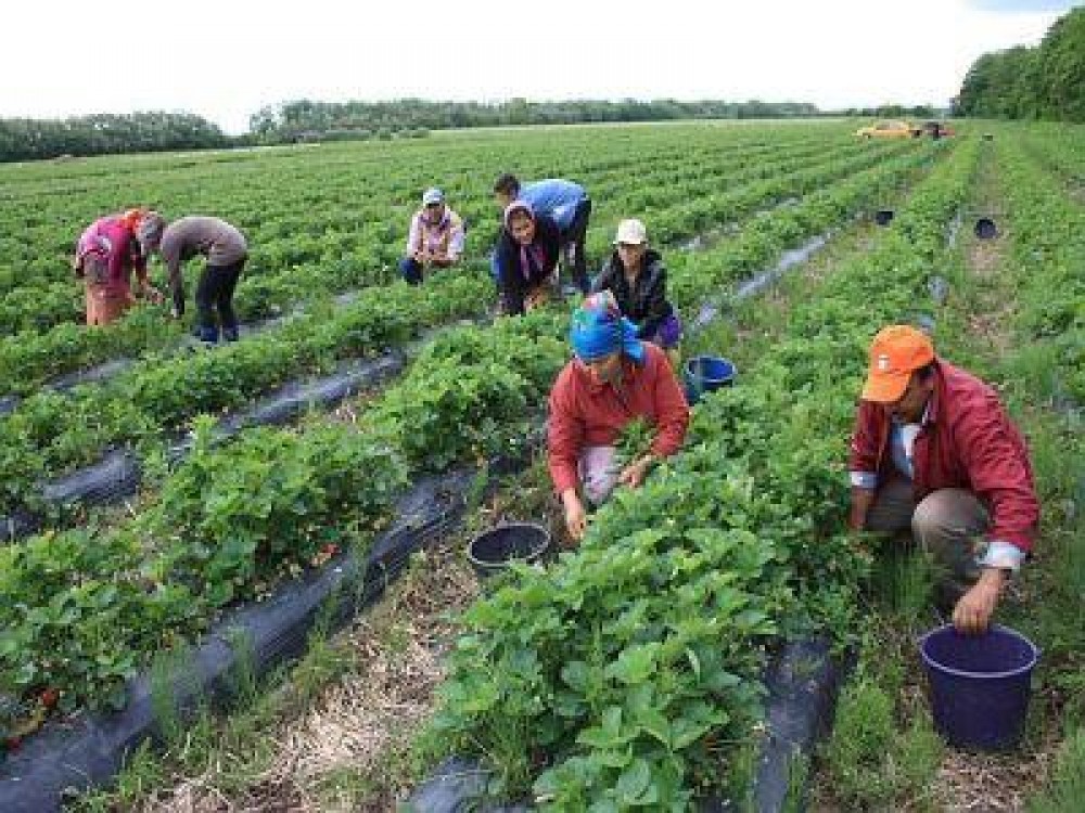 LAPAR cere modificarea legii, pentru ca ferrmierii sa nu mai fie nevoiti sa angajeze zilieri „la negru”