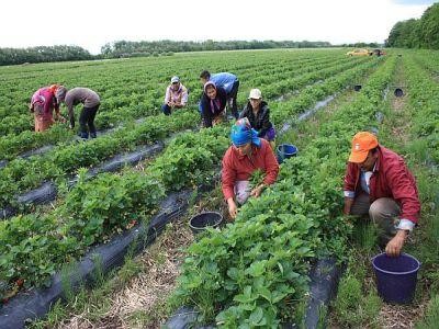 LAPAR cere modificarea legii, pentru ca ferrmierii sa nu mai fie nevoiti sa angajeze zilieri „la negru”