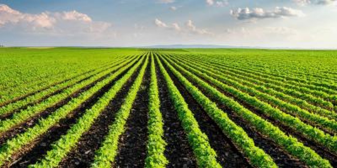 Eurostat: Romania are doua dintre zonele cele mai specializate in agricultura