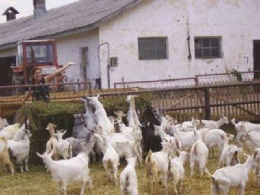 A inceput plata ajutorului de stat in sectorul zootehnic, pentru luna iunie si trimestrul doi