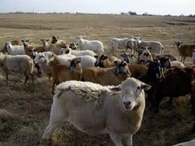 Productia zootehnica a atins 25 de miliarde de lei in numai trei ani